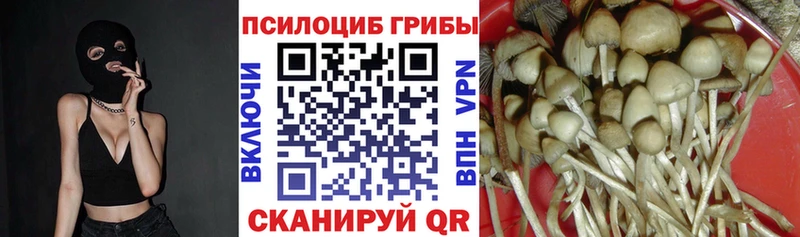 Купить закладки  Высоковск  Галлюциногенные грибы прущие грибы 